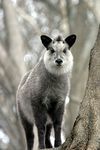 250px-Japanese_Serow_Wakinosowa_Japan.jpg