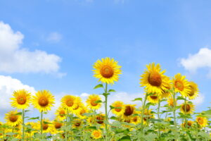 夏は、英語を集中学習！